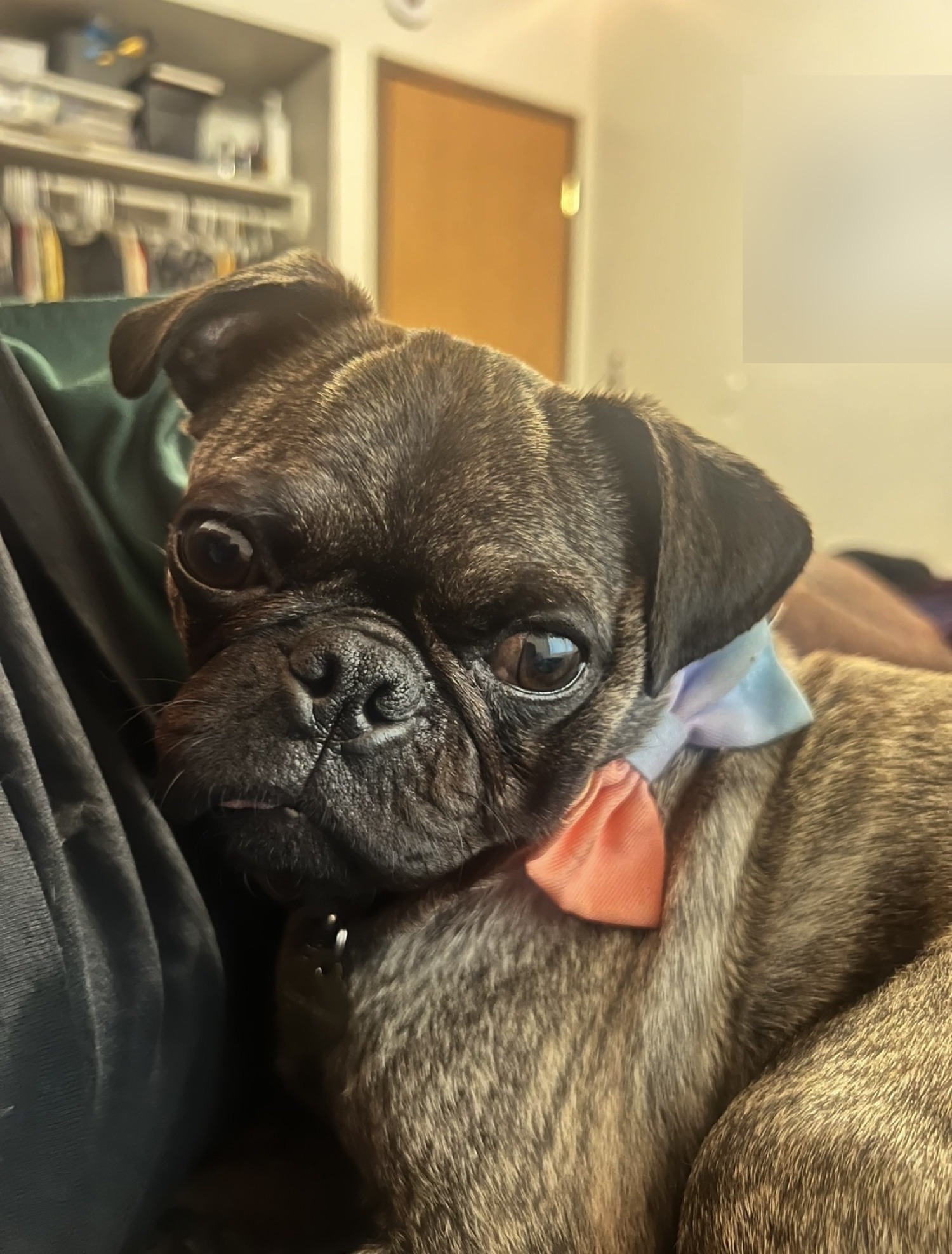 Luna, Logan's brindle pug, wearing a bow tie.